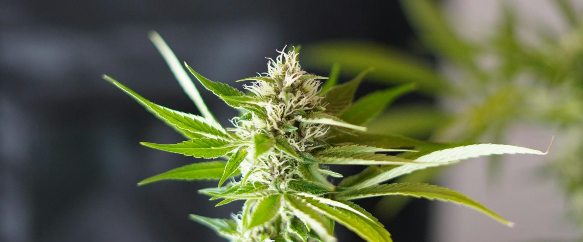 Close-up of a flowering cannabis plant with white trichomes and serrated green leaves indoors.