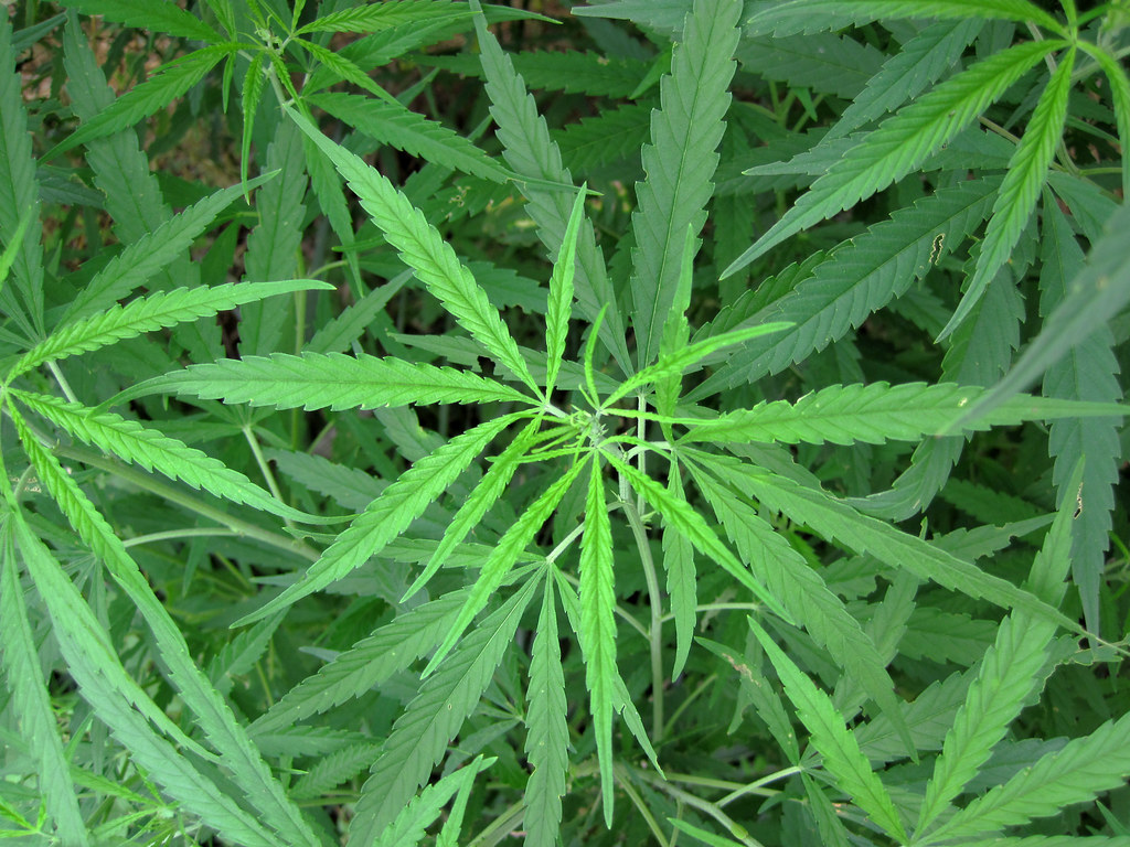 Cannabis plant growing outdoors